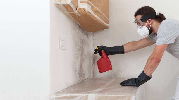 Professional Basement Mold Remediation technician working in Waddell, AZ